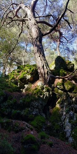 Trees growing in forest