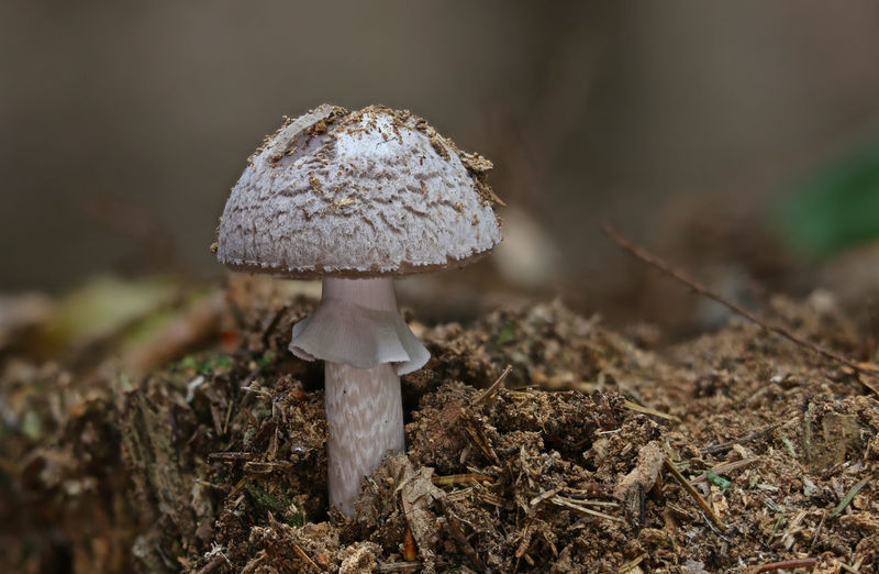 Close-up of amanita mushroom growing on field