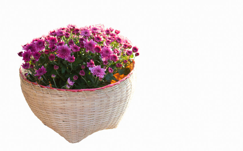 Close-up of pink flower pot against white background