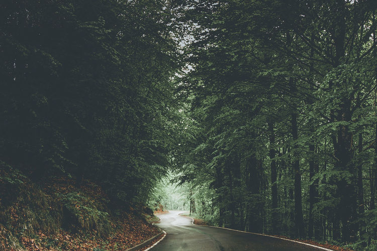 View of road amidst trees in forest