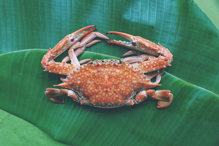 High angle view of crab on leaf
