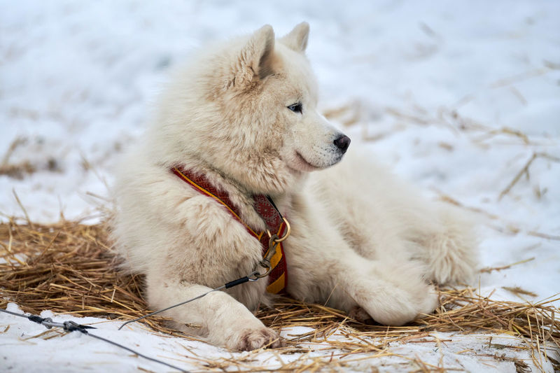 Dog relaxing on snow field