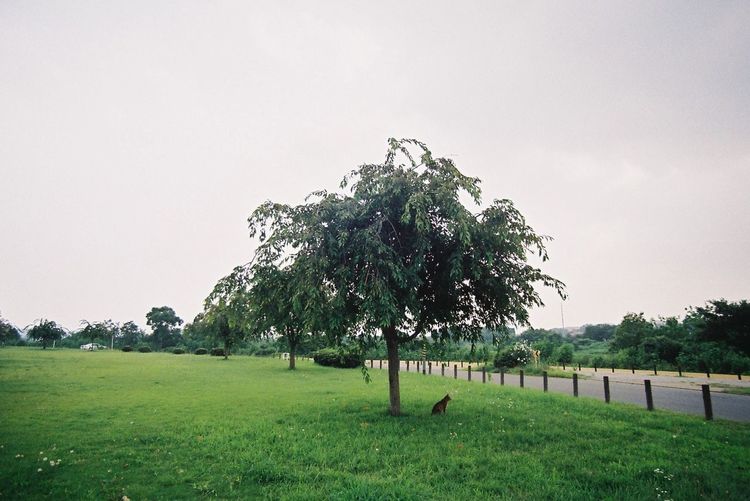 Trees on grassy field