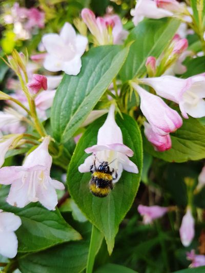 Close-up of bee on flower