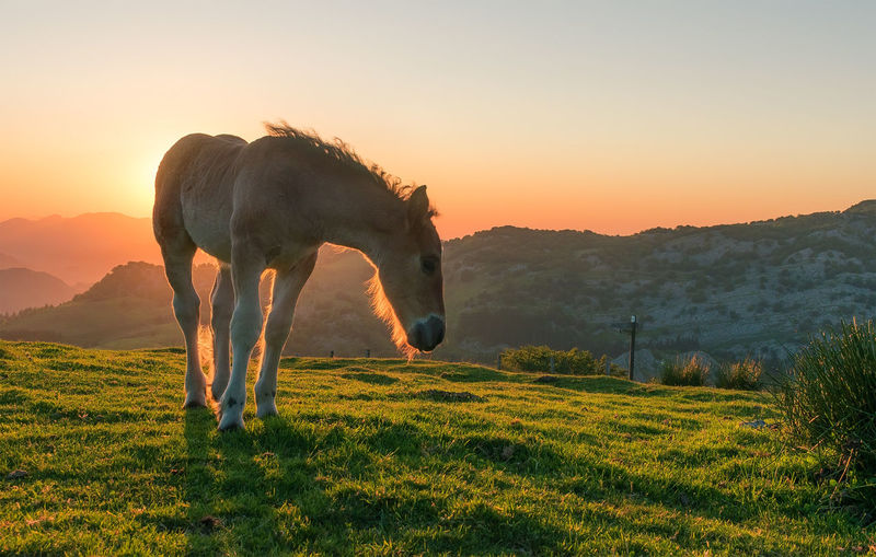 A backlighting to foal in a sunset
