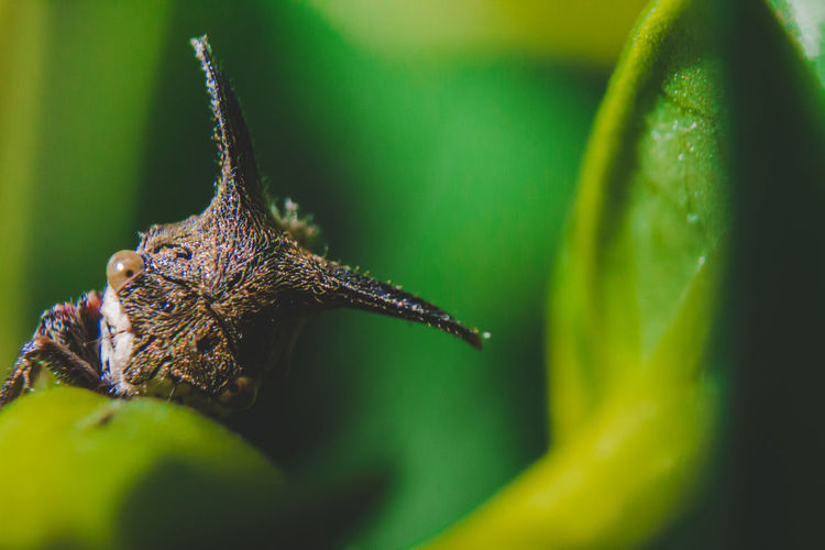 Close-up of butterfly on leaf
