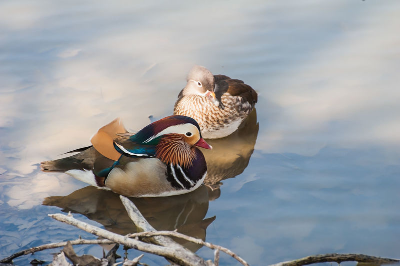 High angle view of ducks swimming in lake