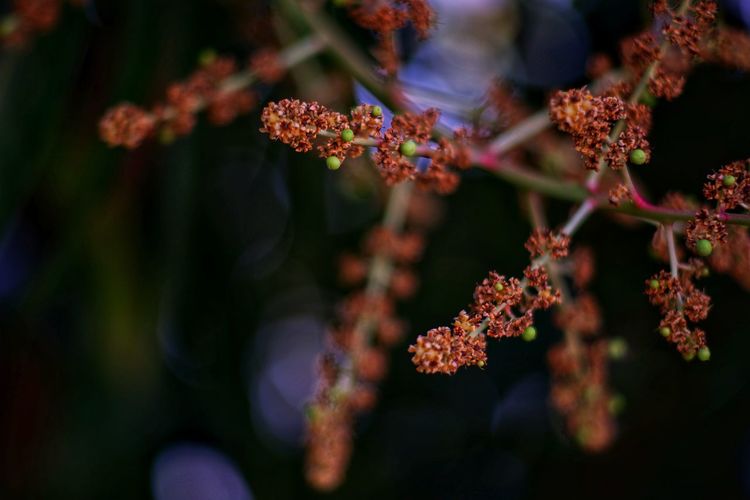 Close-up of flowering plant against blurred background