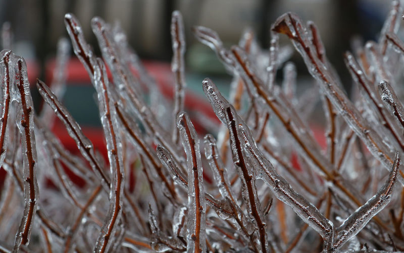 Close-up of dry plants during winter