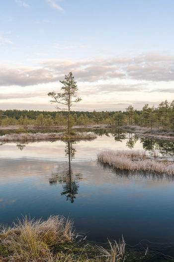 Lake at viru raba or bog at lahemaa national park in early morning