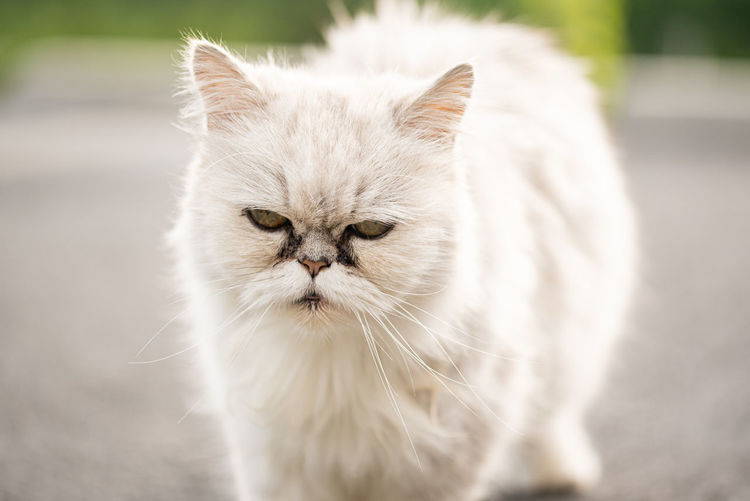 White persian cat with black tear stains under eyes. cat portrait in nature. cat eye care concept