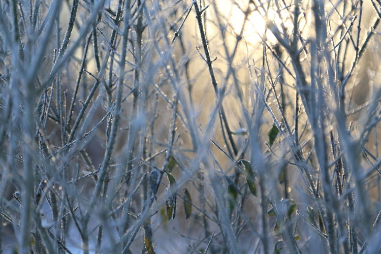 Close-up of frozen plants during winter