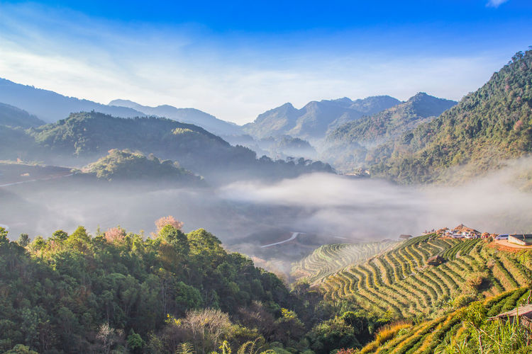 Landscape, tea, field, fog, morning, chiangmai, thailand,
