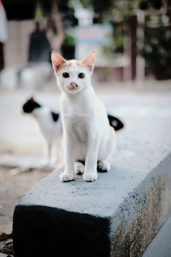 Portrait of white cat sitting outdoors