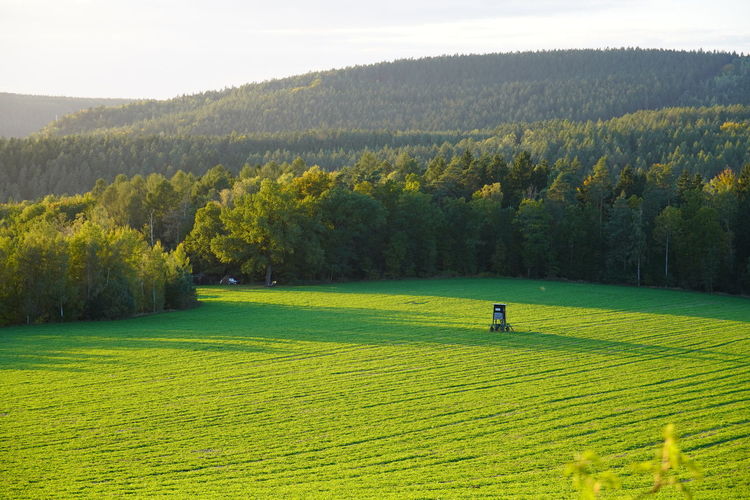 Scenic view of field against trees