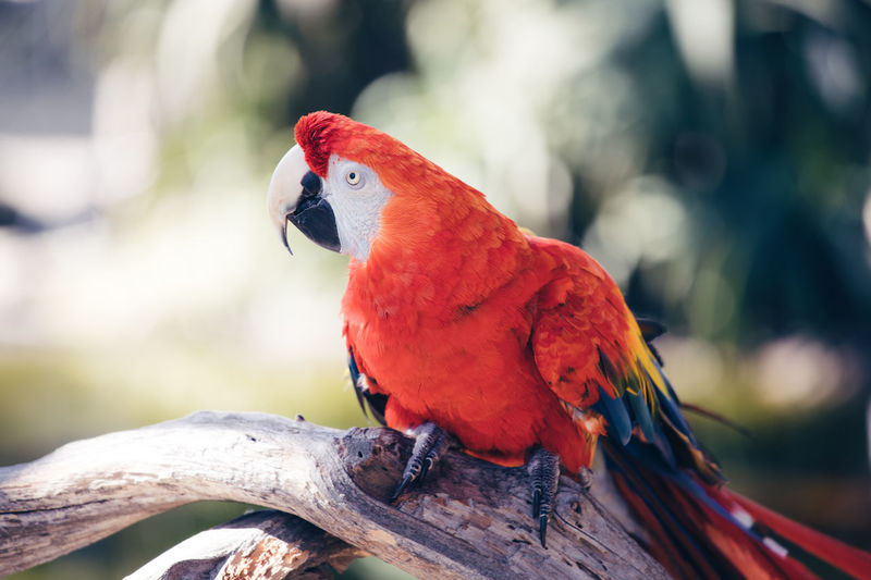 Amazon Rainforest Exotic Parrot Scarlet Id