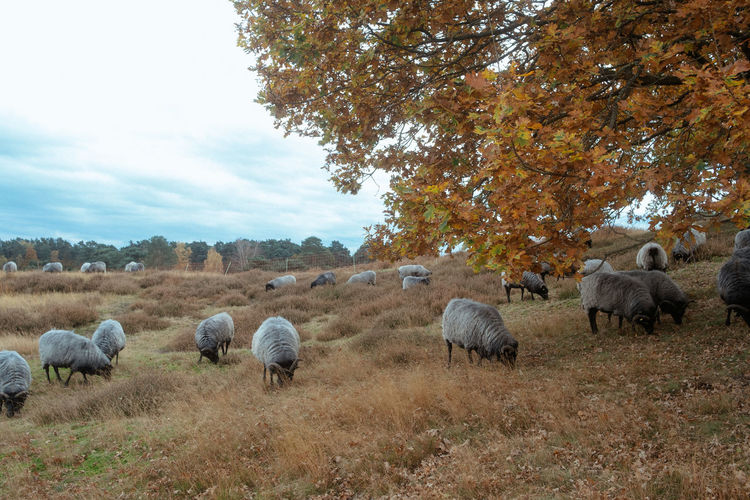 Flock of sheep in the field