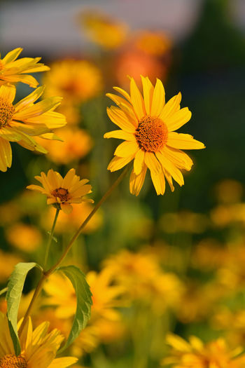Close-up of yellow flowers against blurred background