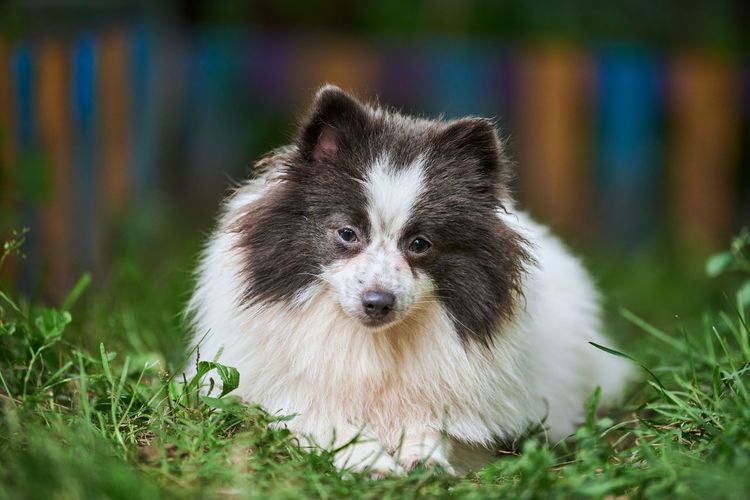 Pomeranian spitz dog in garden. cute pomeranian puppy on walk, white black color. spitz pom dog