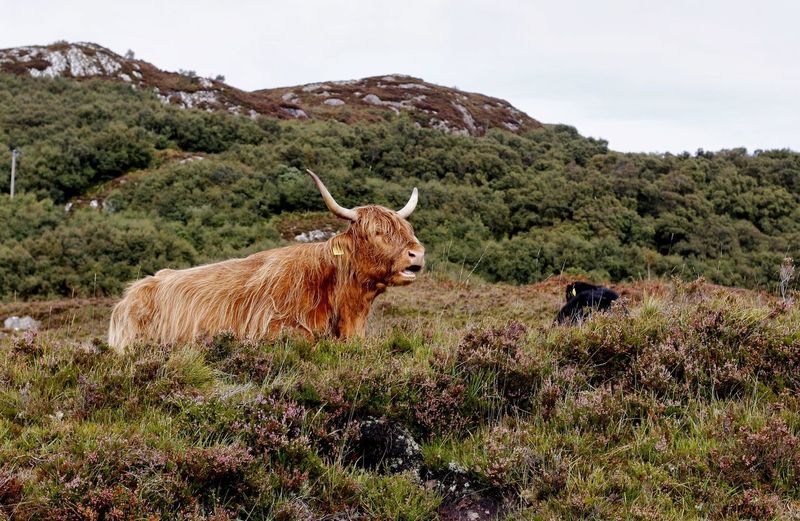 Highland cattle grazing