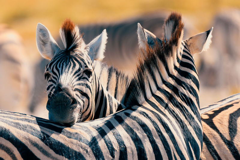 Close-up of a zebra