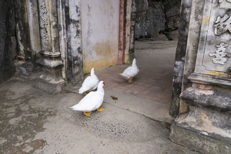 Three white ducks entering 15th century bich dong pagoda complex at ngu nhac mountain 