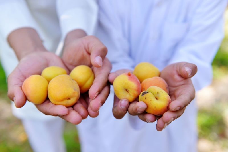 Midsection of people holding apricots in backyard