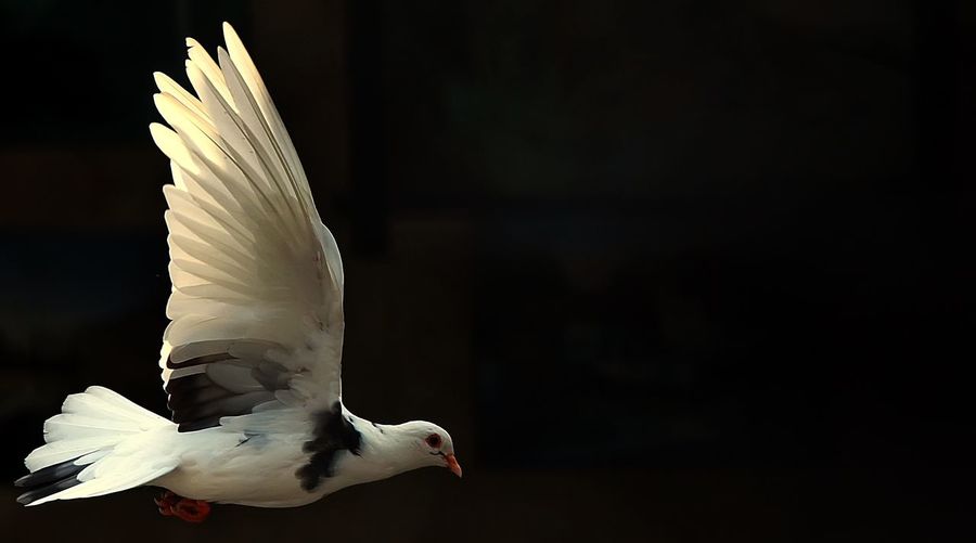 Close-up of dove flying against black background