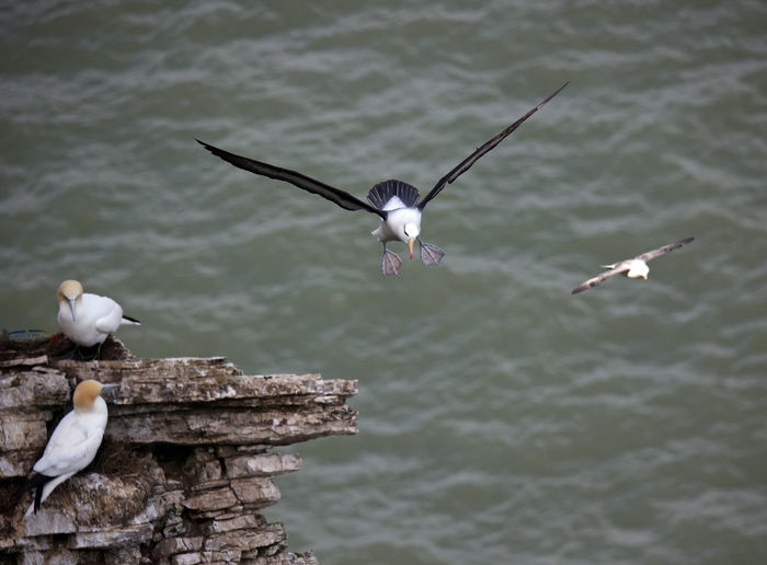 Seagull flying over lake