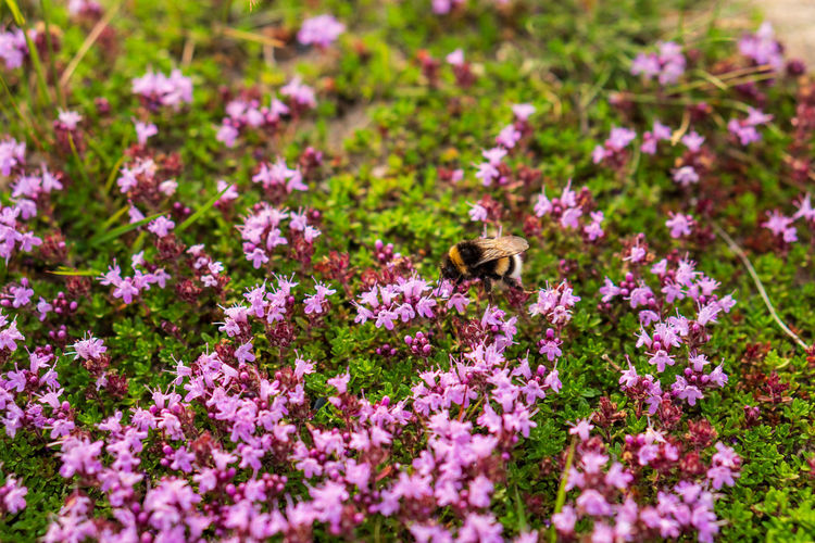 Bee pollinating on purple flower