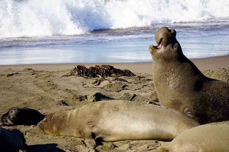 Elephant seals on sunny beach