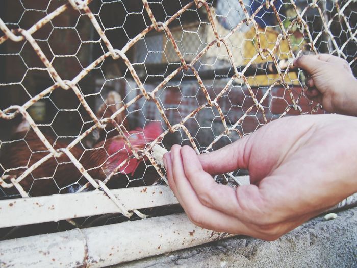 Close-up of hand feeding a hen in the cage