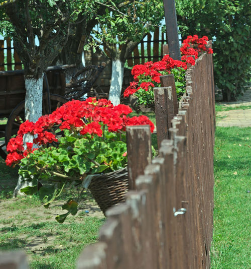 Red flowering plants by fence against trees
