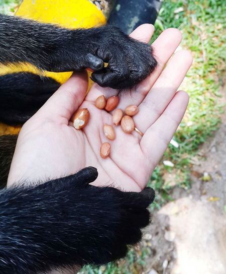 Cropped hand of person holding food with animal outdoors