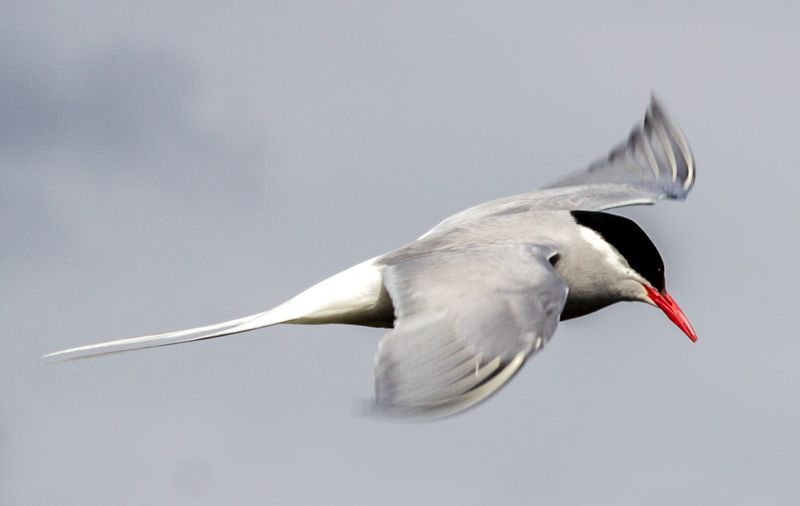 Low angle view of bird flying in sky