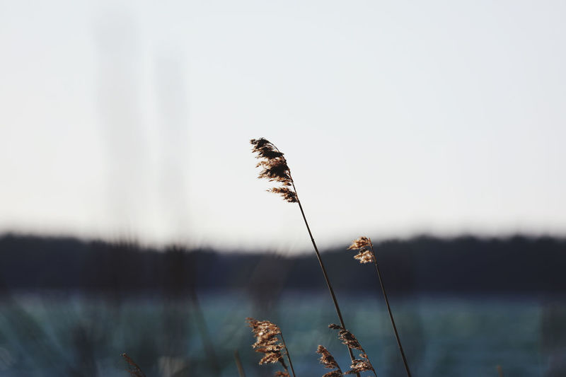 Close-up of wilted plant by lake against sky