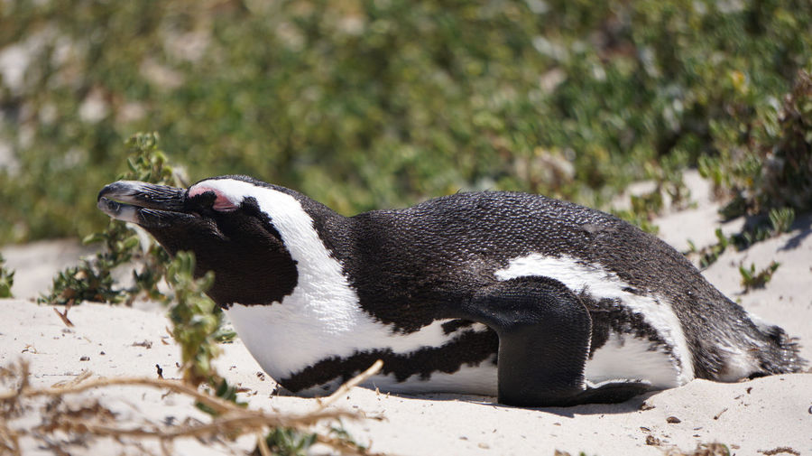 South africa penpenguin colony laying pn sand in sun