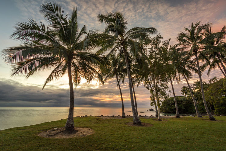 Palm trees on seashore