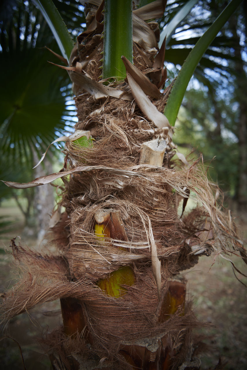 CLOSE-UP OF NEST ON TREE TRUNK