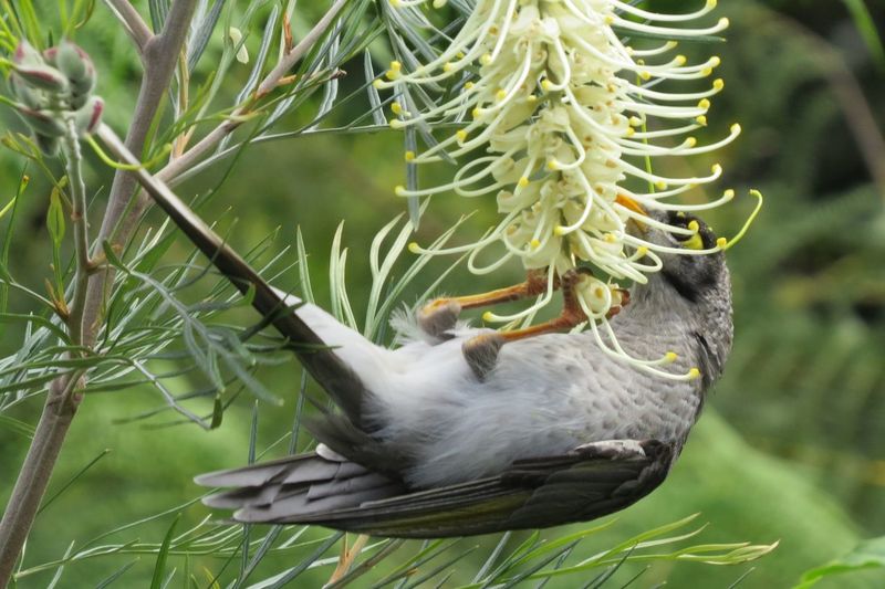 Close-up of noisy miner on flower