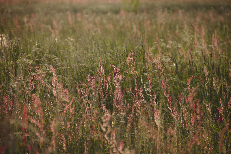 Close-up of plants growing on field