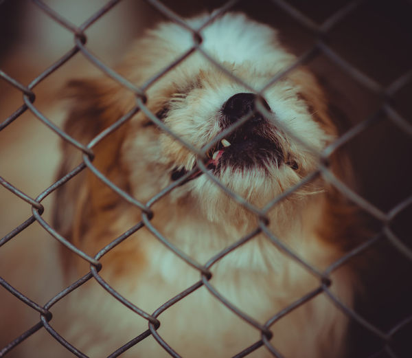 Close-up of an animal seen through chainlink fence
