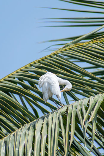 Low angle view of bird perching on palm tree against sky