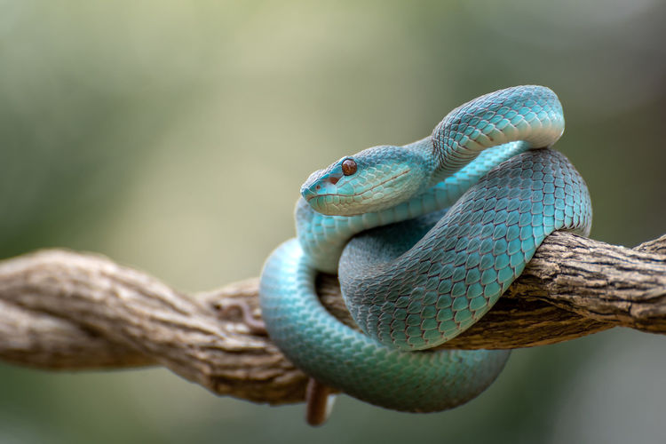 Trimeurus insularis blue is a venomous snake from indonesia