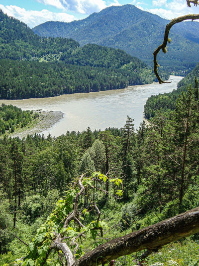 Scenic view of river amidst trees in forest