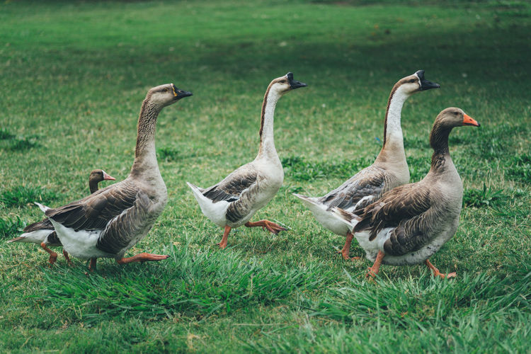 Flock of birds walking on grass