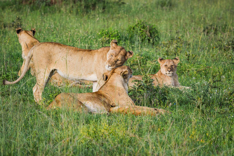Pack of lions relaxing on grass