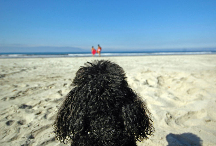 Black dog at beach against clear blue sky