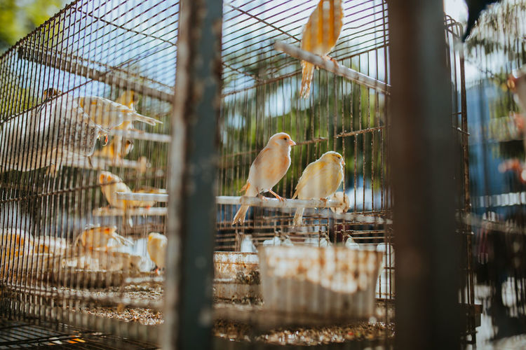 Birds perching in cage