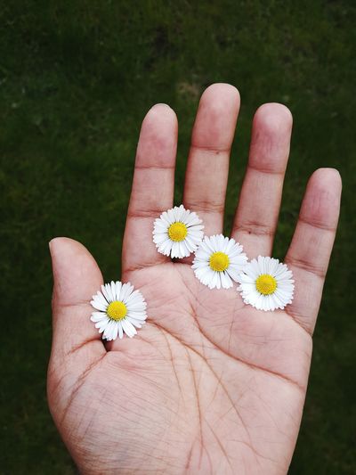 Cropped image of hand holding white flowers on field
